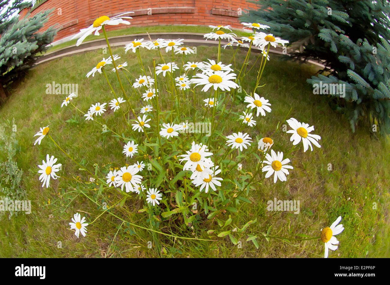 I fiori di camomilla in vista fisheye Foto Stock