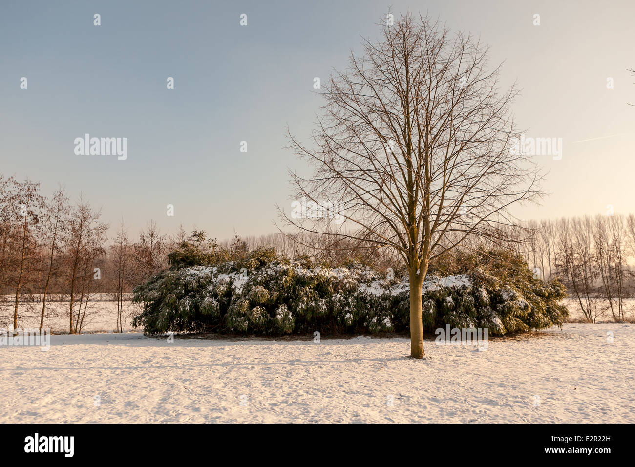 Da Alba alla fila di alberi è la luce perfetta Foto Stock