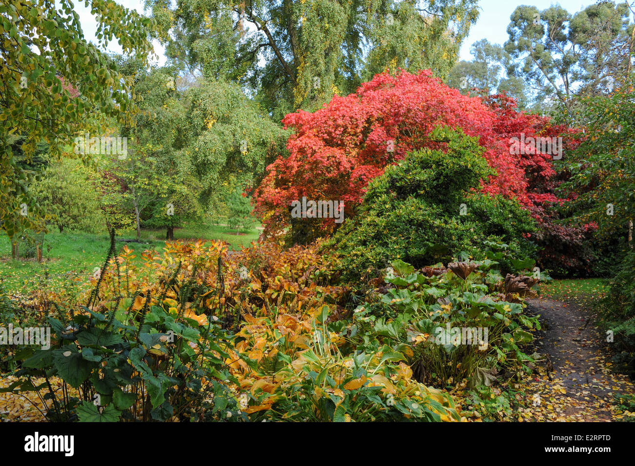 Colori autunnali nei motivi del Batsford Arboretum, accanto alla storica città mercato di Moreton-in-Marsh in Cotswolds. Foto Stock