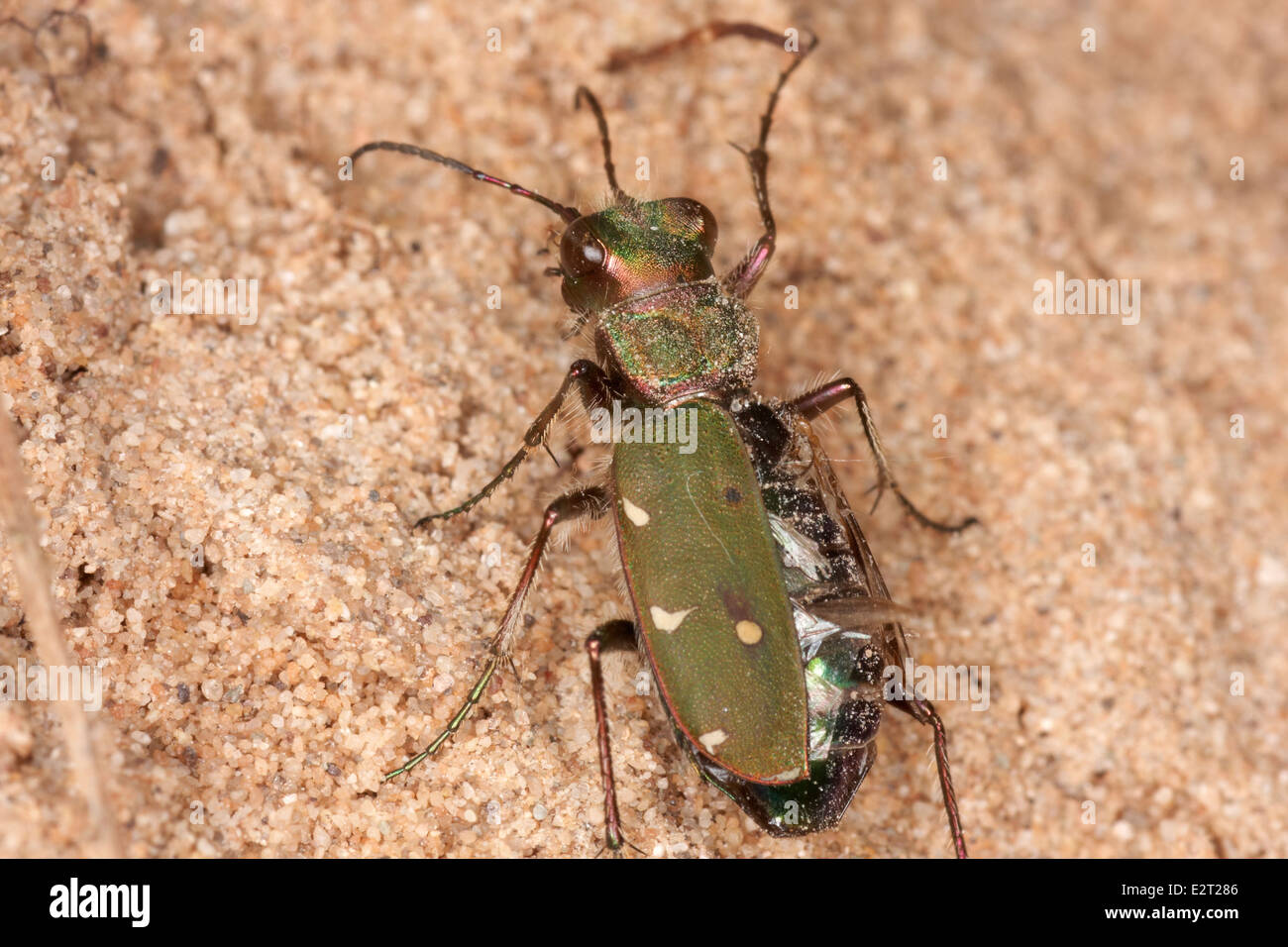 Green Tiger Beetle, Cicindela campestris Foto Stock