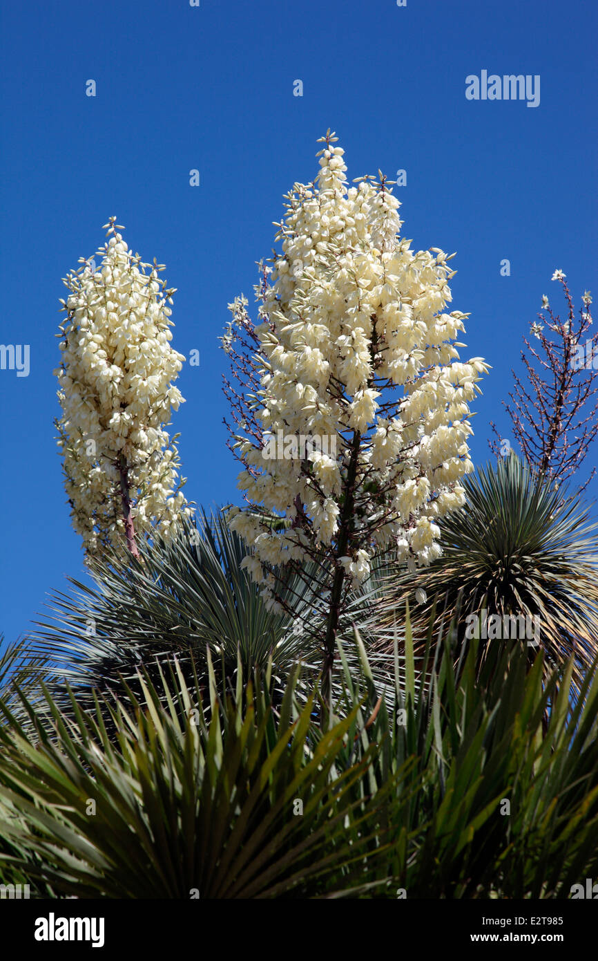 Yucca glorioso crescendo in Sicilia Foto Stock