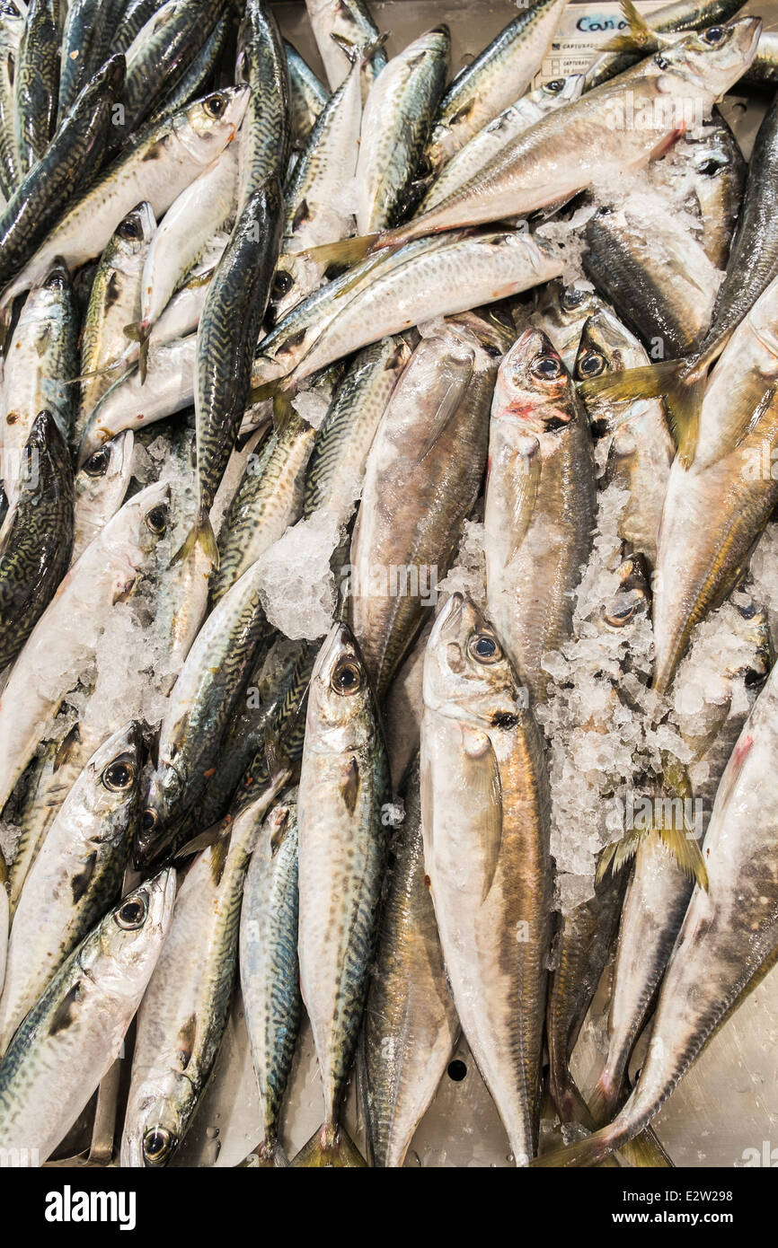 Sgombri sul visualizzatore in corrispondenza di un pesce in stallo il mercato coperto di Loulé, algarve, portogallo Foto Stock