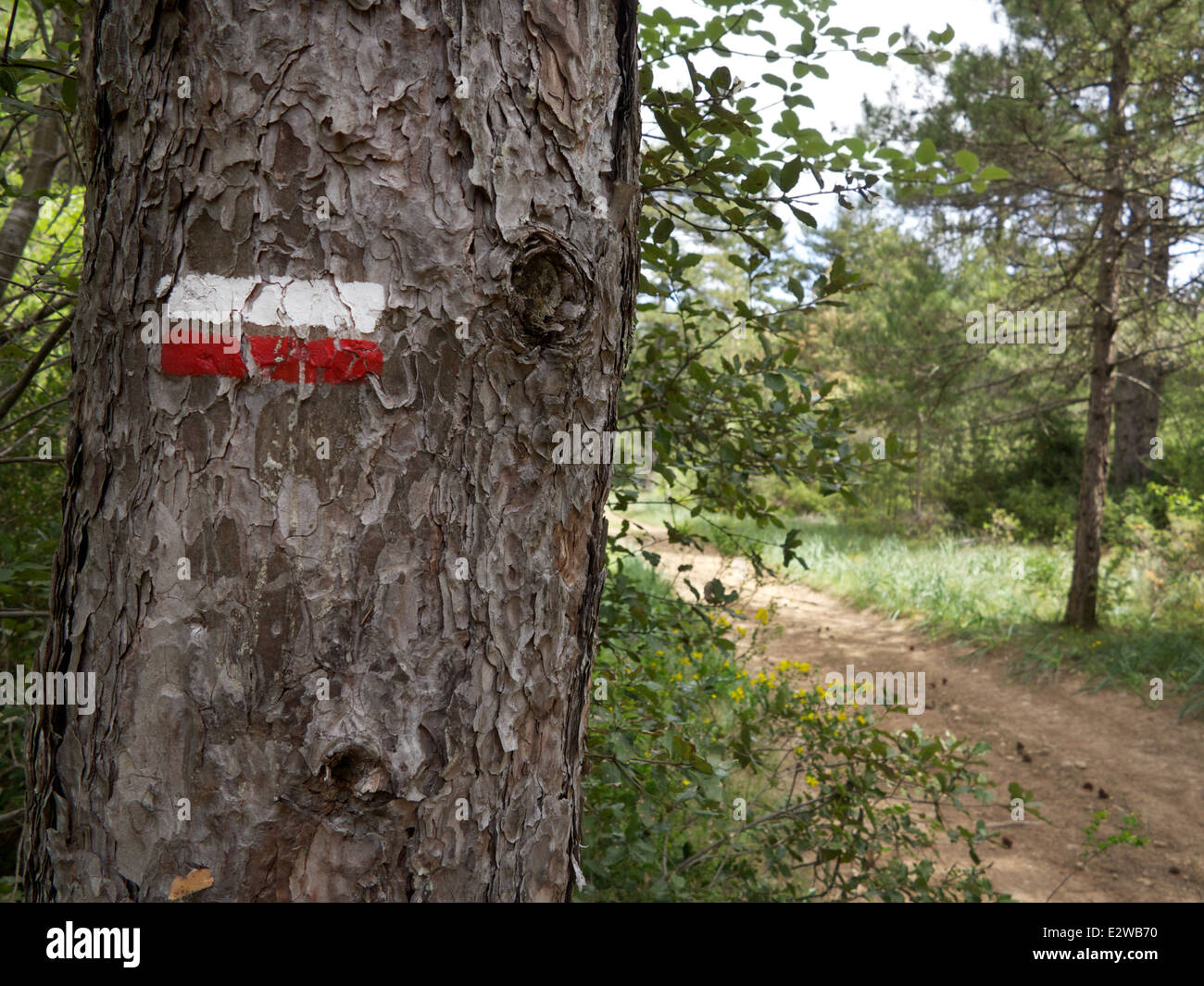 Viandatore in boschi su GR 7 (Grand randonnee) sentiero su Causse de Larzac, dipartimento Hérault, a sud della Francia Foto Stock