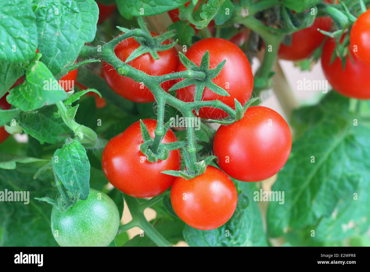 Pomodori ciliegia che cresce in giardino Foto Stock