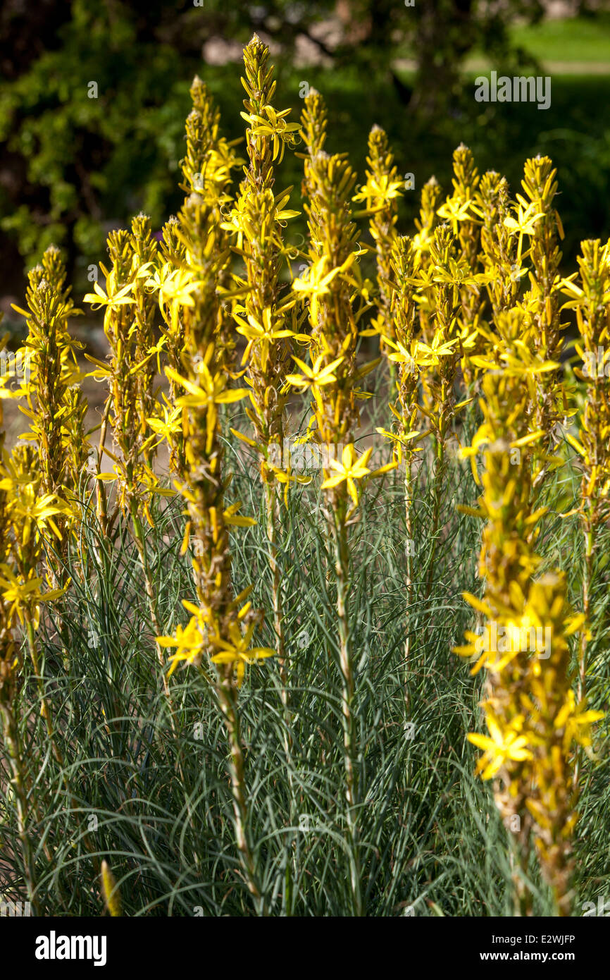 Asphodeline lutea è riccamente fiorite di erbe perenni Foto Stock