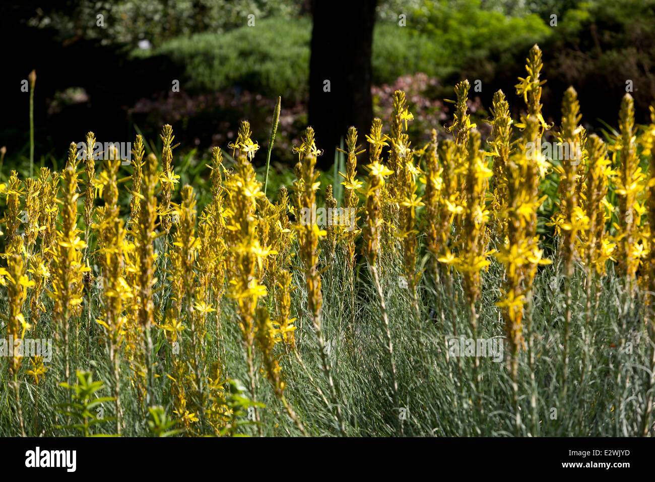Asphodeline lutea è riccamente fiorite di erbe perenni Foto Stock