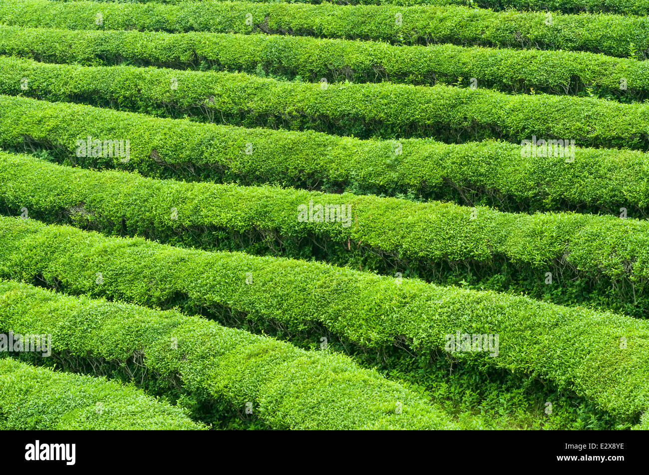 Il tè verde campi di Boseong, Corea del Sud. Foto Stock