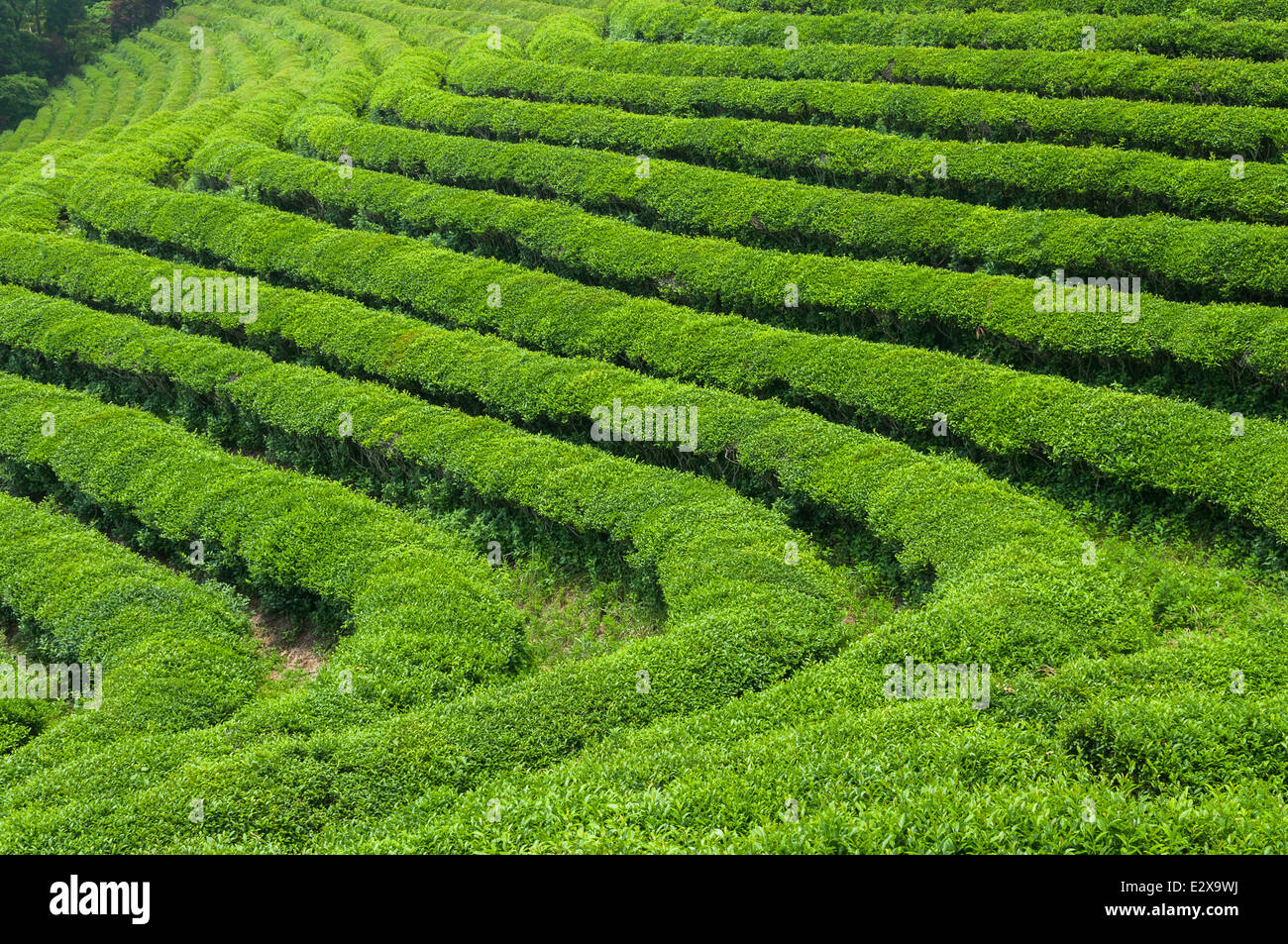 Il tè verde campi di Boseong, Corea del Sud. Foto Stock