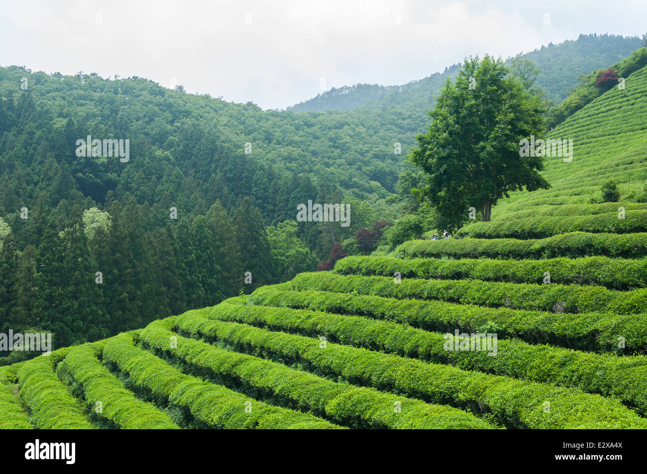 Il tè verde campi di Boseong, Corea del Sud. Foto Stock
