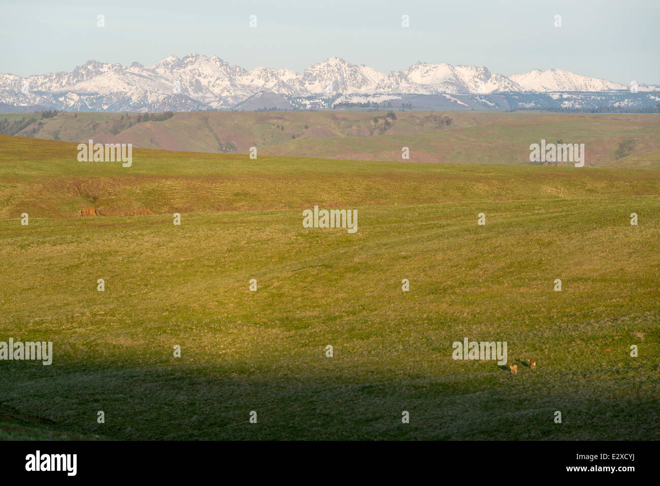 Mule Deer su Oregon's Zumwalt Prairie con Idaho sette demoni montagne sullo sfondo. Foto Stock