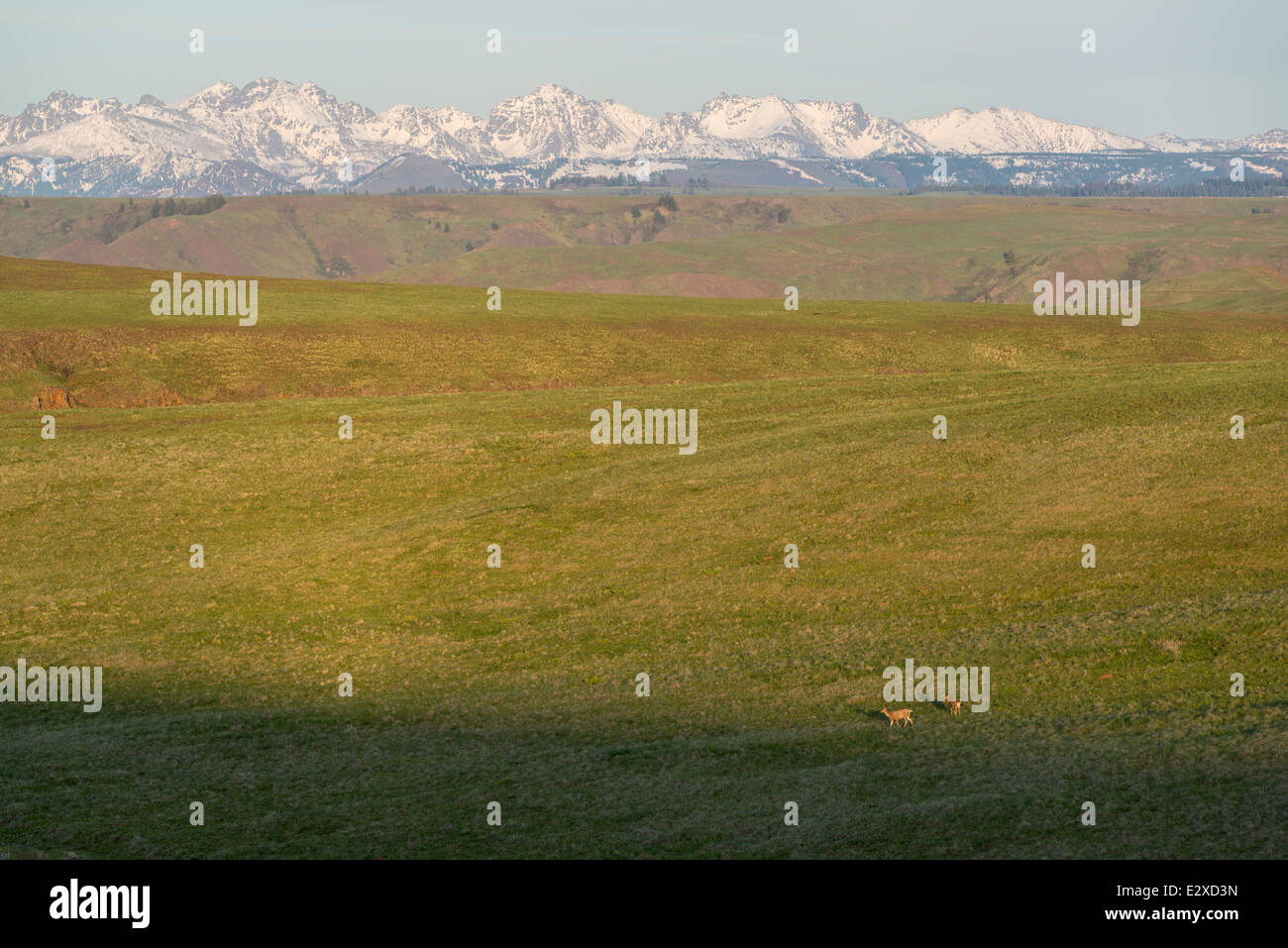 Mule Deer su Oregon's Zumwalt Prairie con Idaho sette demoni montagne sullo sfondo. Foto Stock
