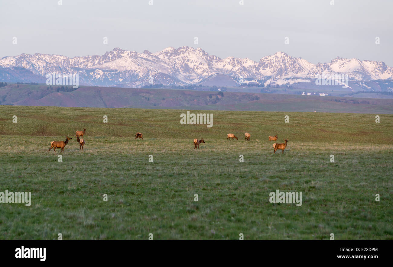 Elk sulla Oregon's Zumwalt Prairie con Idaho sette demoni montagne sullo sfondo. Foto Stock
