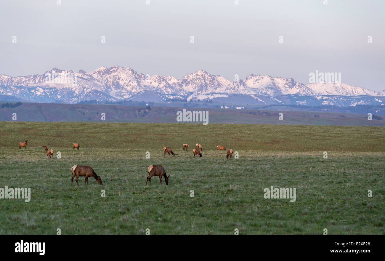 Elk sulla Oregon's Zumwalt Prairie con Idaho sette demoni montagne sullo sfondo. Foto Stock