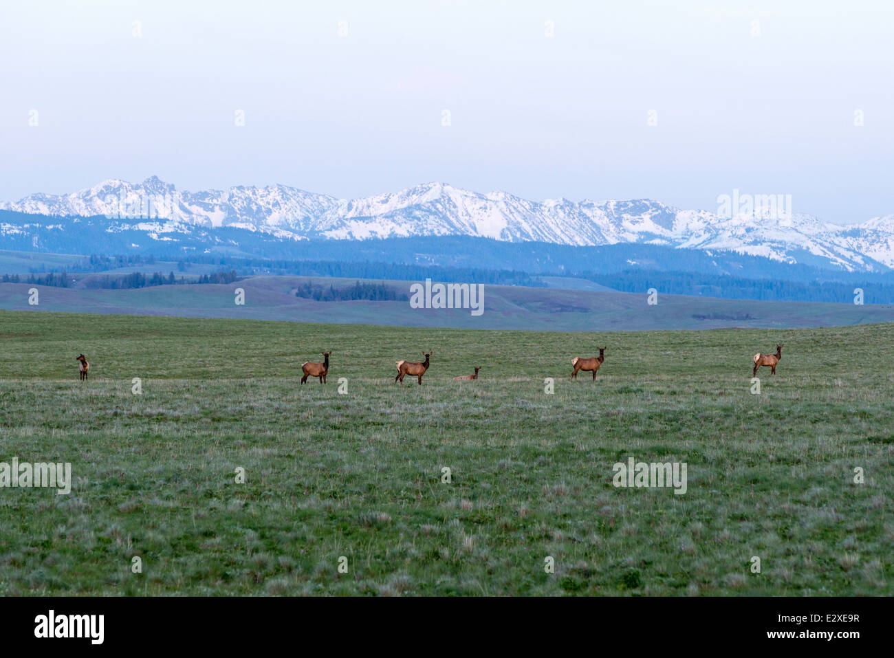 Elk sulla Oregon's Zumwalt Prairie con Idaho sette demoni montagne sullo sfondo. Foto Stock