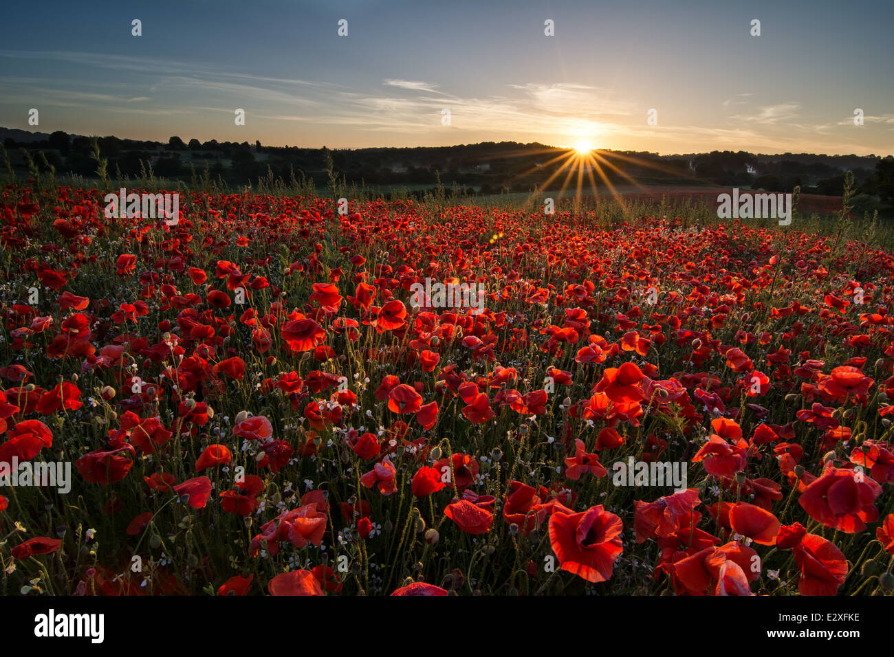 Solstizio d'estate sunrise su uno dei campi di papavero a Blackstone riserva naturale vicino a Bewdley. Foto Stock