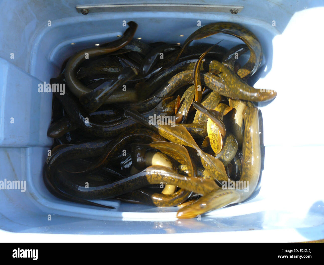 Adulto lampreda di mare catture. Foto Stock