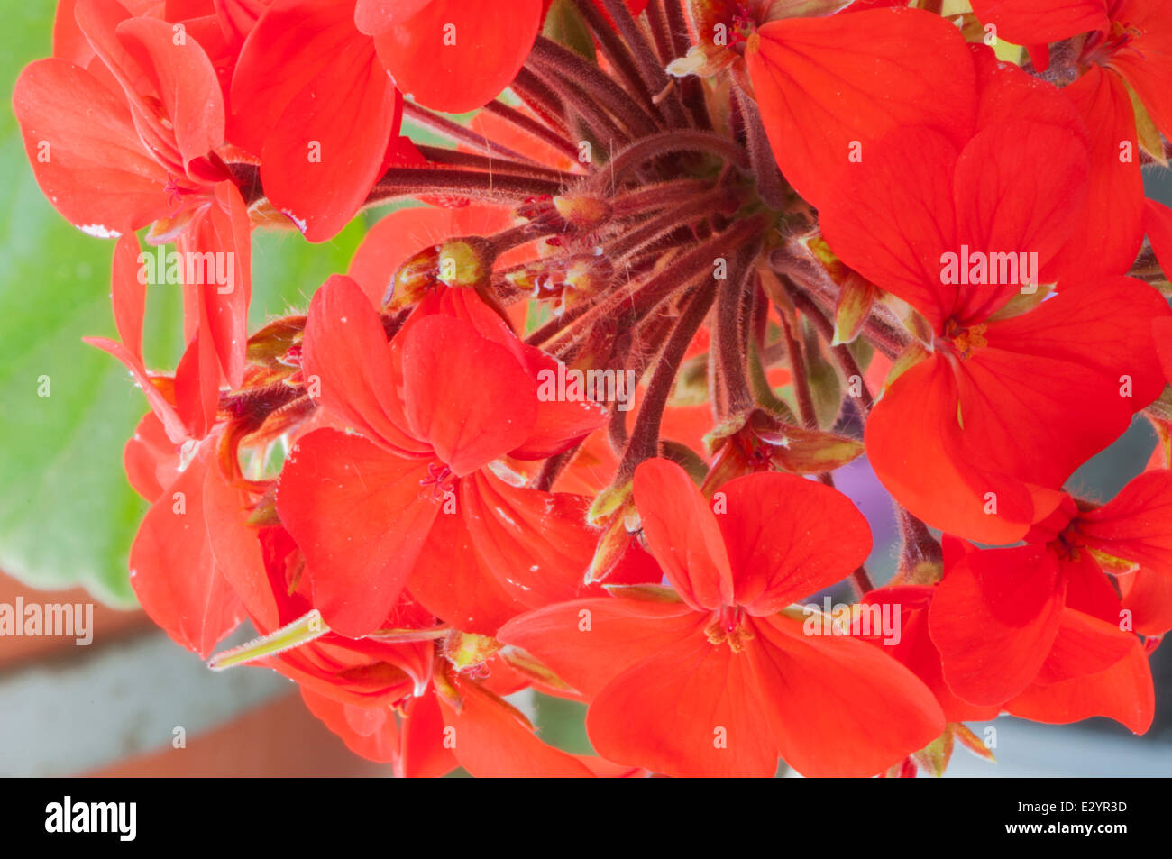 Rosso geranio, geranio phaeum, con petali di grandi dimensioni Foto Stock