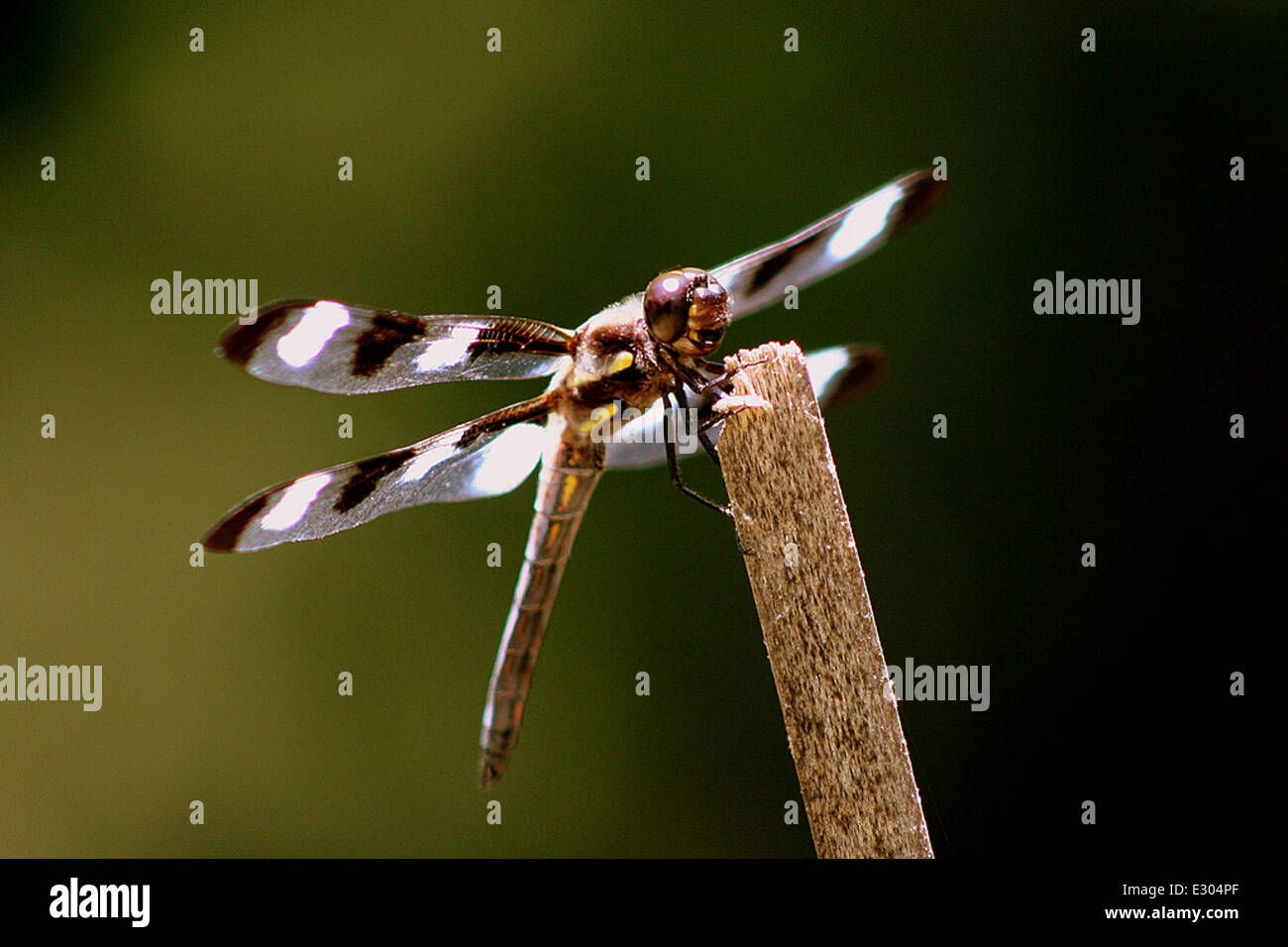 La libellula Skimmer a dodici macchie, fotografata da Rick L. Hansen, mostra gli intricati schemi e le caratteristiche di questa specie, un insetto comune nelle zone umide e nelle praterie del Midwest. Foto Stock