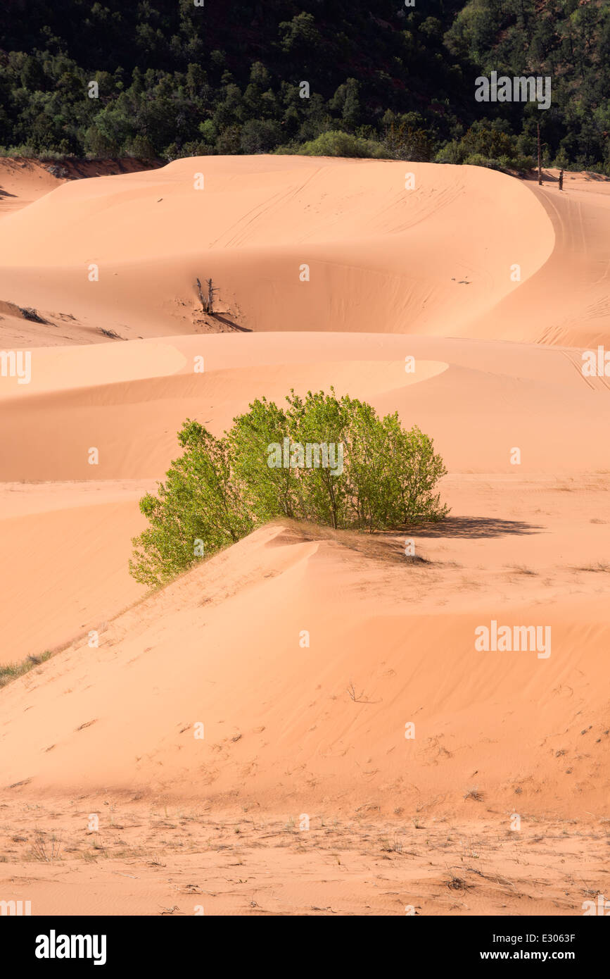 Pioppi neri americani alberi che crescono in dune di sabbia, Coral Pink Sand Dunes State Park, Utah. Foto Stock