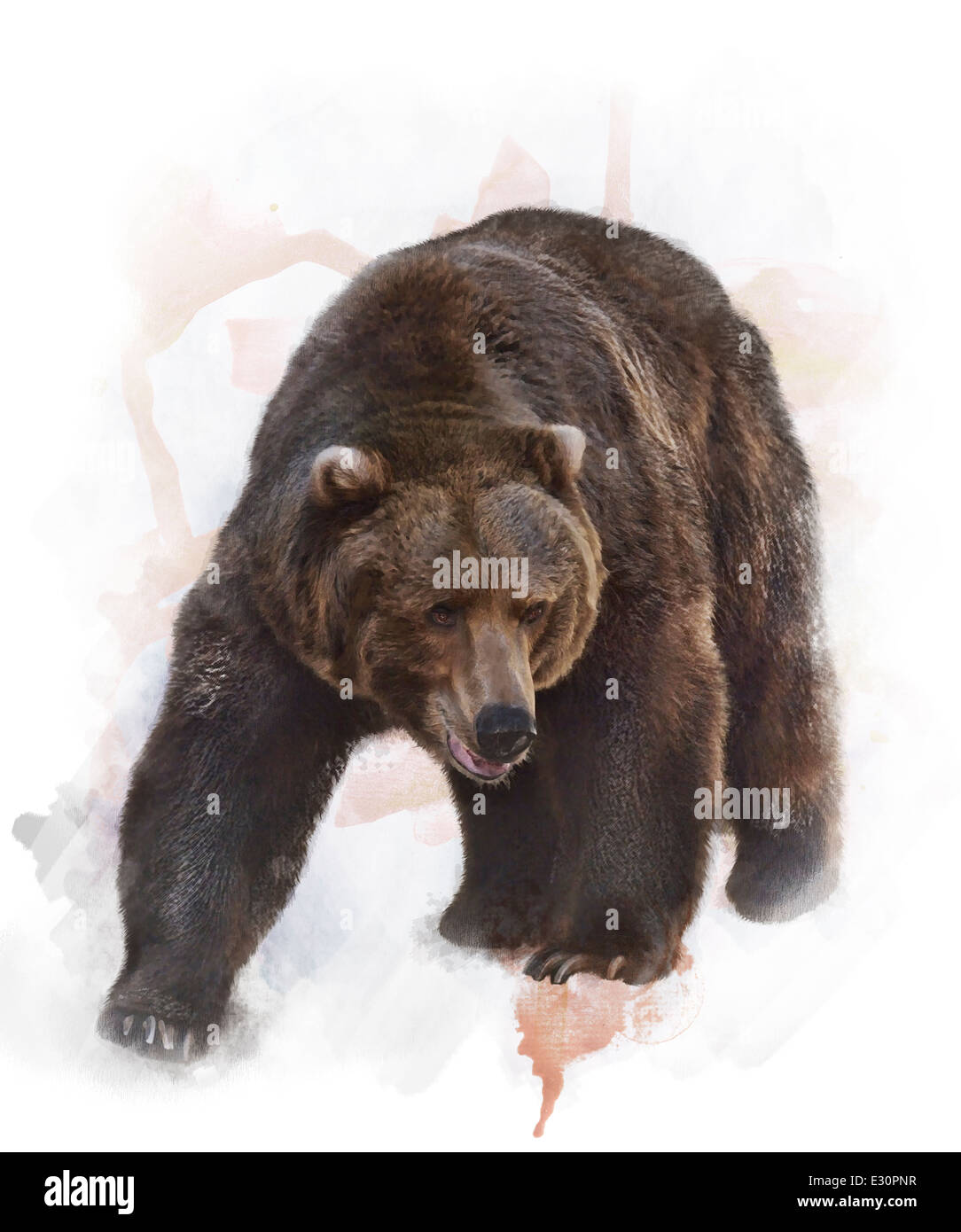 Acquerello la pittura digitale di Orso grizzly Foto Stock