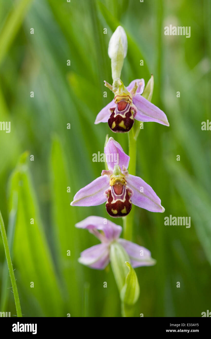 Ophrys apifera. Bee Orchid in un prato di fiori selvaggi. Foto Stock