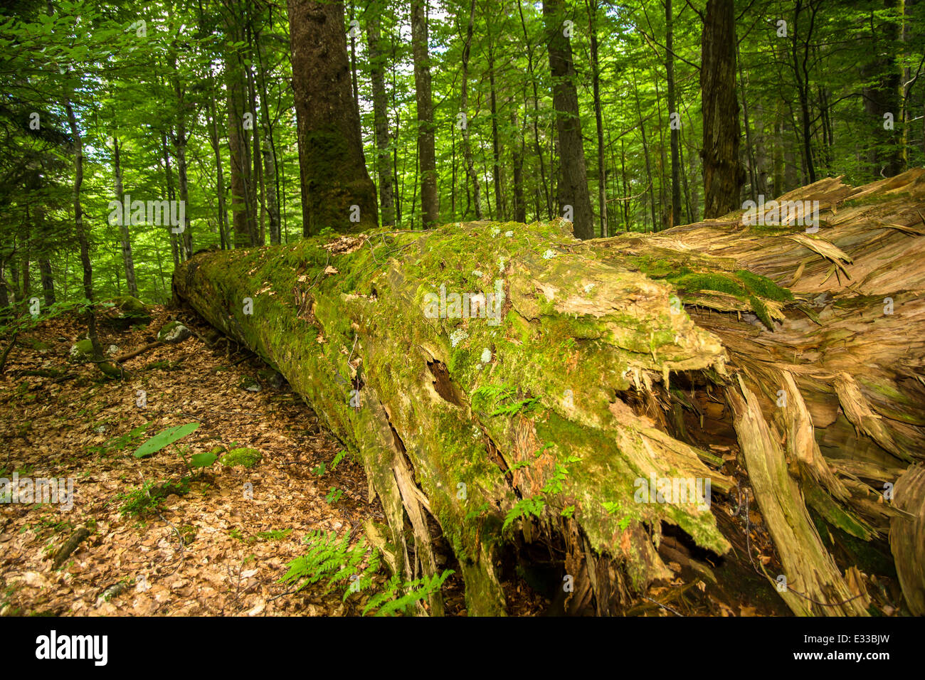 L'albero di Deadwood di Rotten si trova sul terreno forestale in Austria Foto Stock