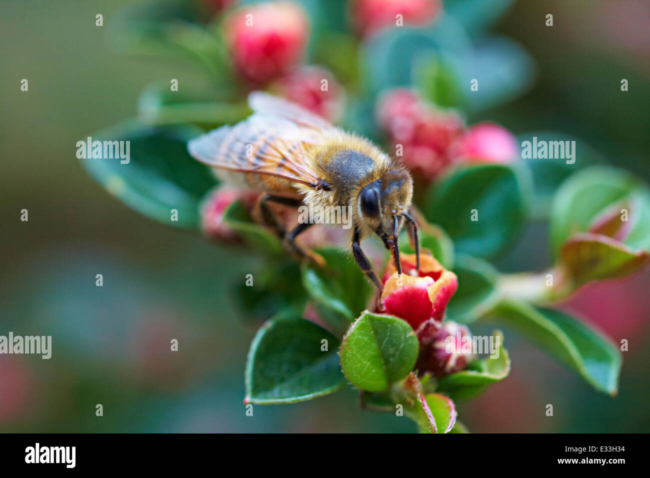 Honey Bee Apis mellifera lavoratore rovistando su Cotoneaster arbusto di primavera Foto Stock