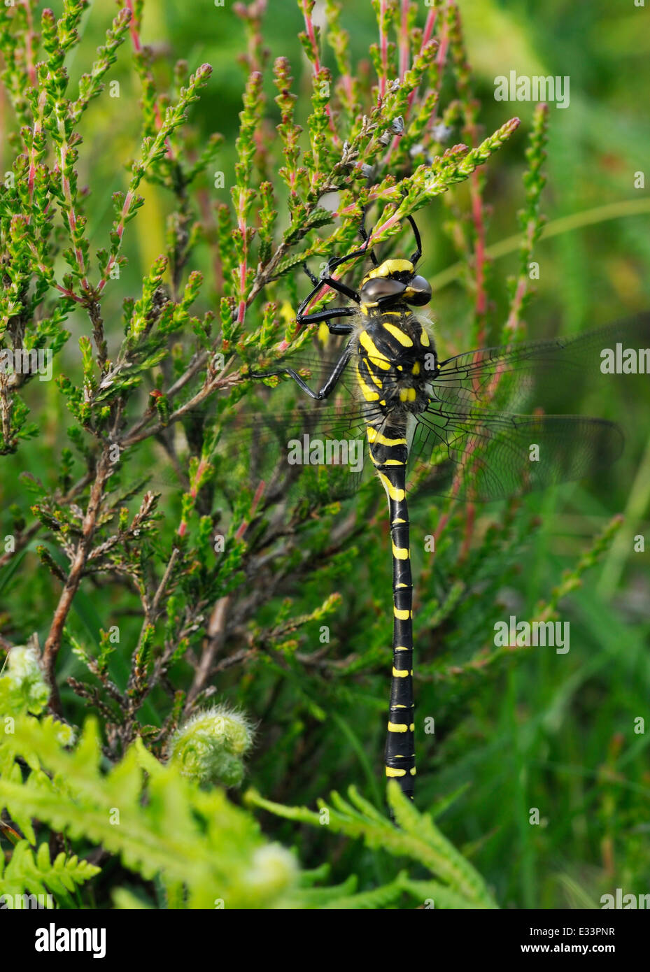 Golden-inanellati Dragonfly - Cordulegaster boltonii Foto Stock