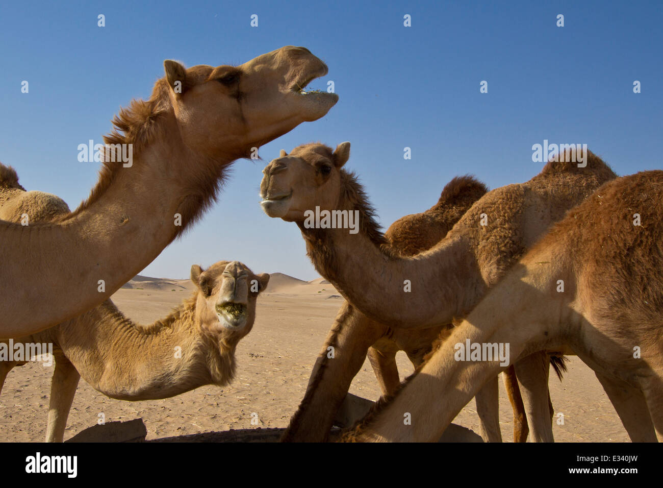 Alimentazione del cammello Foto Stock
