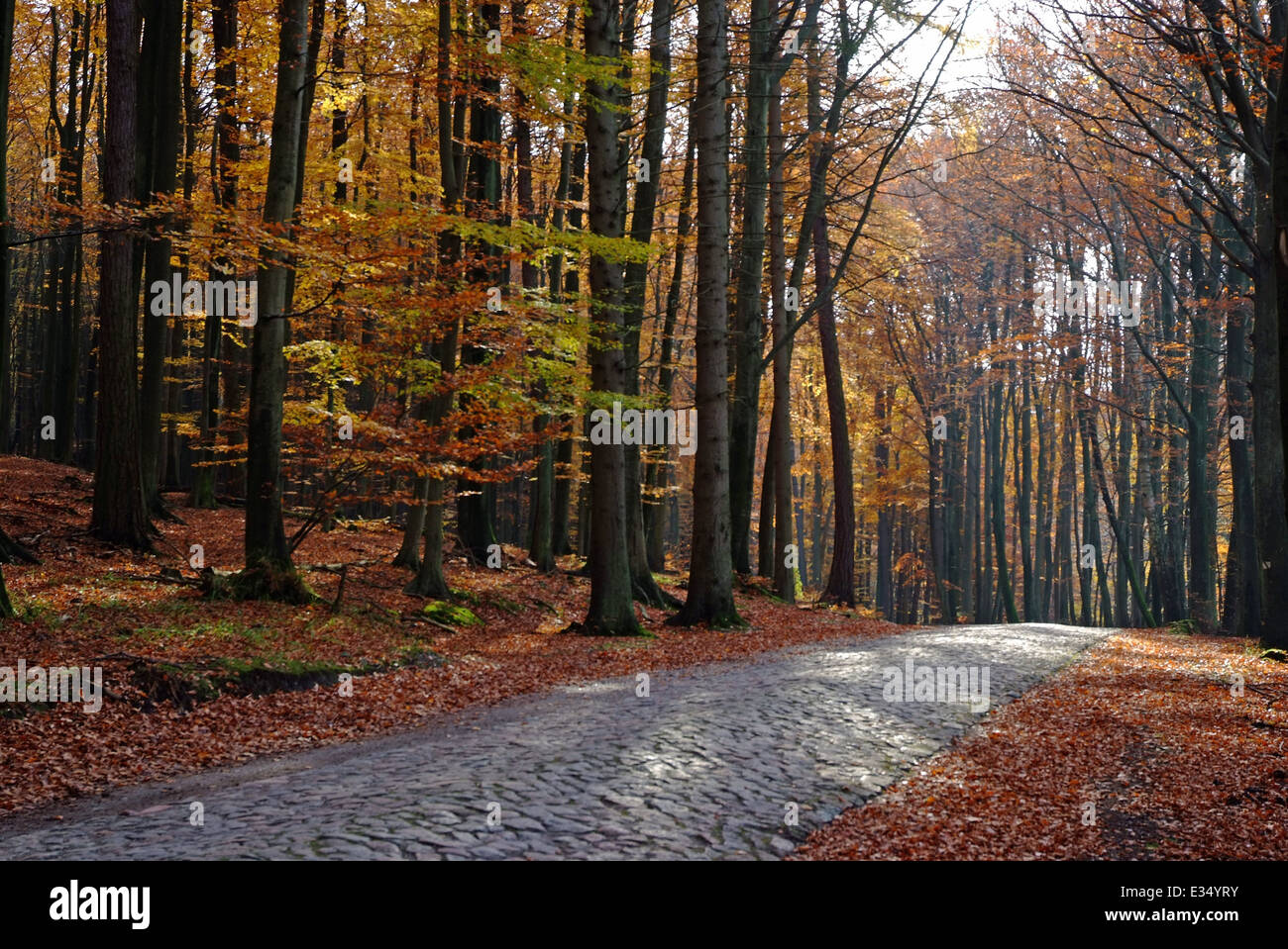 Strada nel Jasmund National Park 'Stubnitz' del Mar Baltico Ruegen Isola Germania Foto Stock