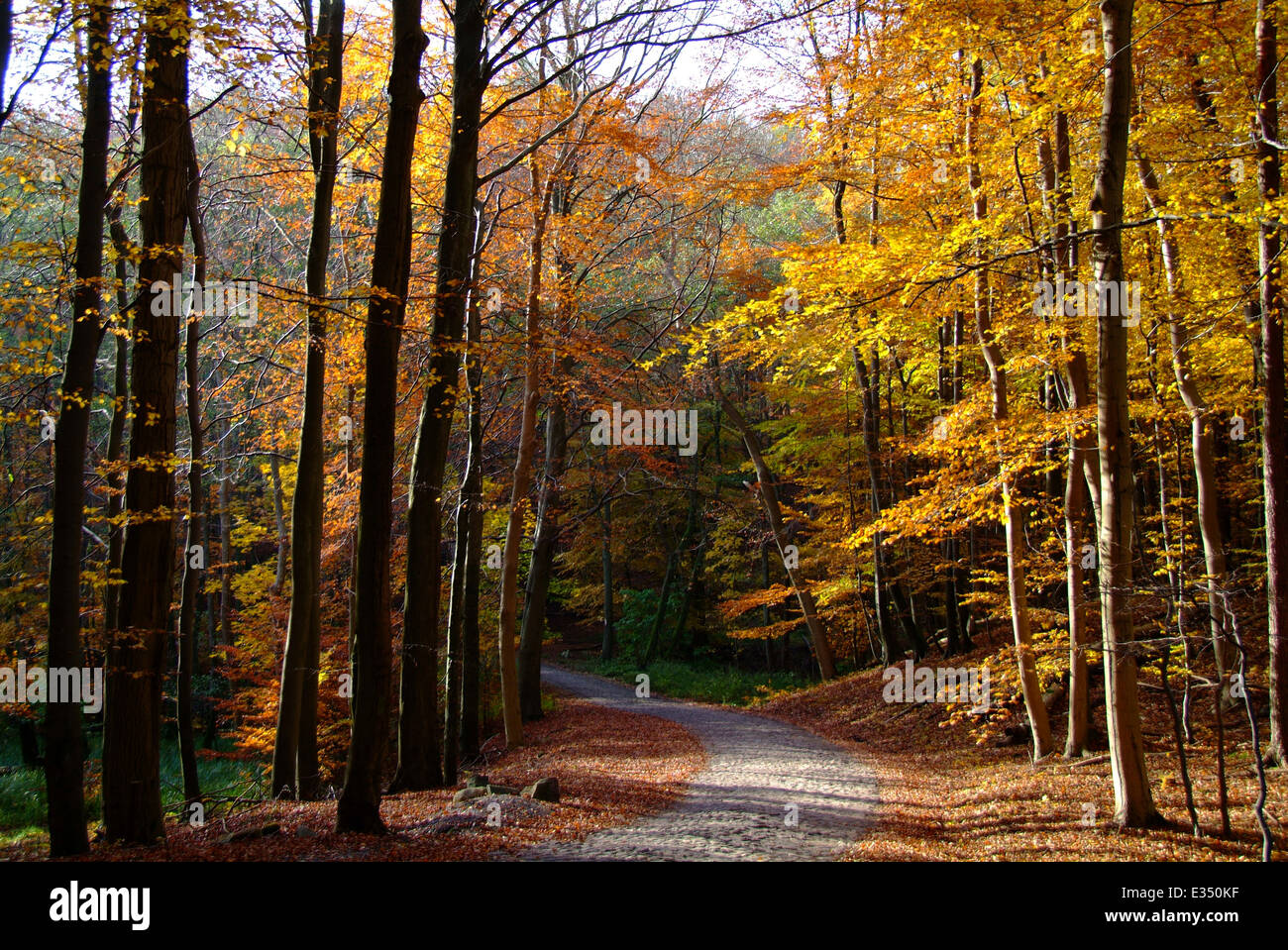 Strada nel Jasmund National Park 'Stubnitz' del Mar Baltico Ruegen Isola Germania Foto Stock