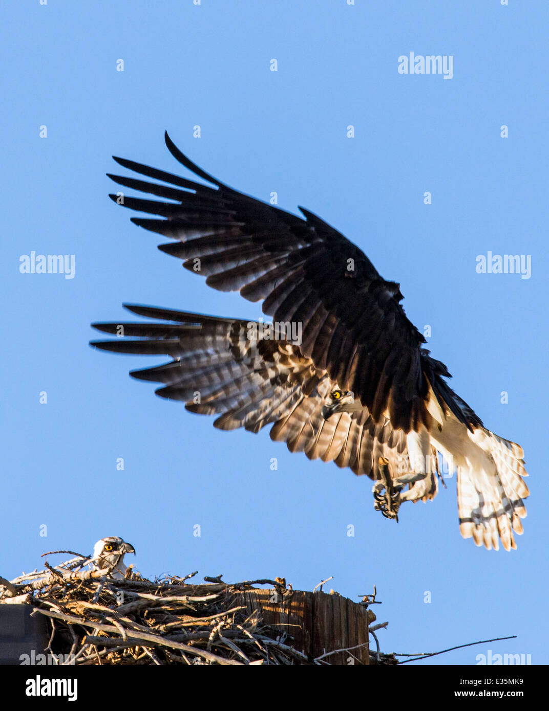 Osprey atterraggio sul nido, Pandion haliaetus, sea hawk, pesce eagle, fiume hawk, pesce hawk, raptor, Chaffee County, Colorado, STATI UNITI D'AMERICA Foto Stock