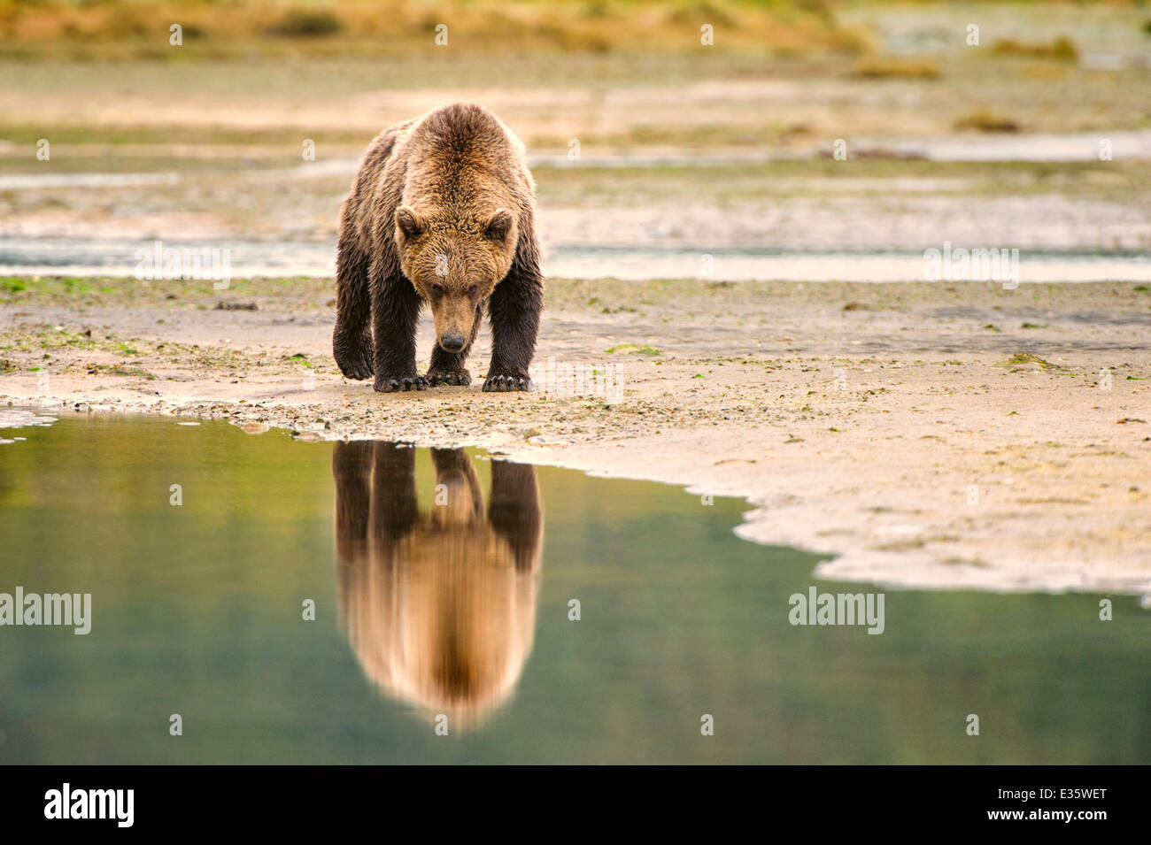 A coastal orso bruno / orso grizzly passeggiate un meandro di battigia in cerca di residui di alimenti in Katmai National Park, Alaska Foto Stock