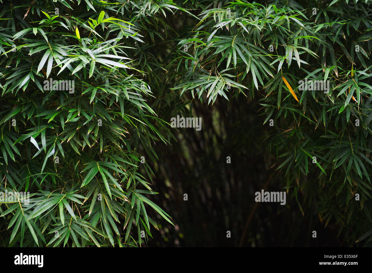 Sfondo scuro di bambù verde foresta tropicale nella giungla brasiliana Foto Stock