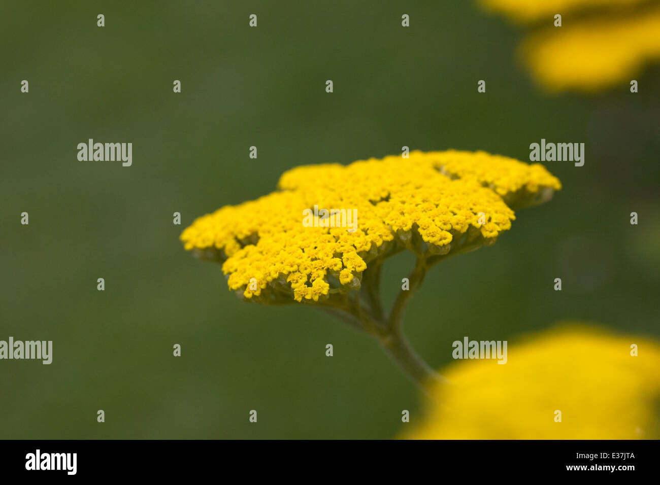 Achillea millefolium. Yarrow.giallo fioritura delle piante Foto Stock