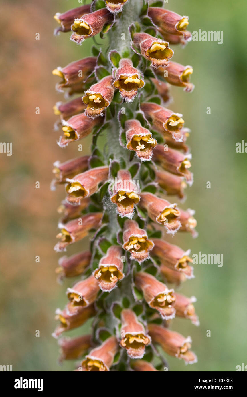 Digitalis parviflora. Piccolo foxglove fiorito. Foto Stock