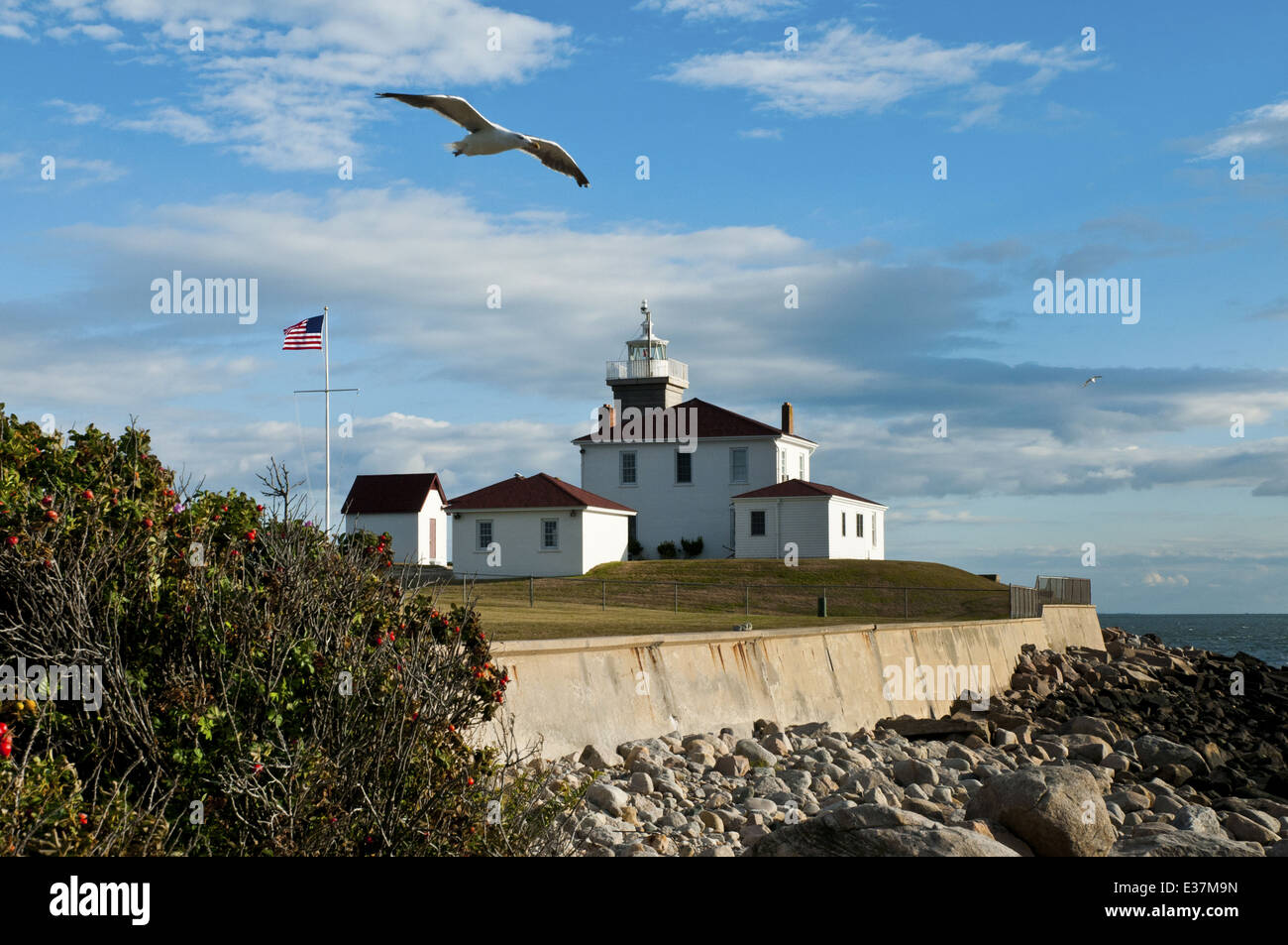 Seagull vola sopra Watch Hill lighthouse in una calda giornata estiva lungo il Rhode Island il litorale roccioso. Il faro rotante è protetta da un seawall dalle tempeste. Foto Stock