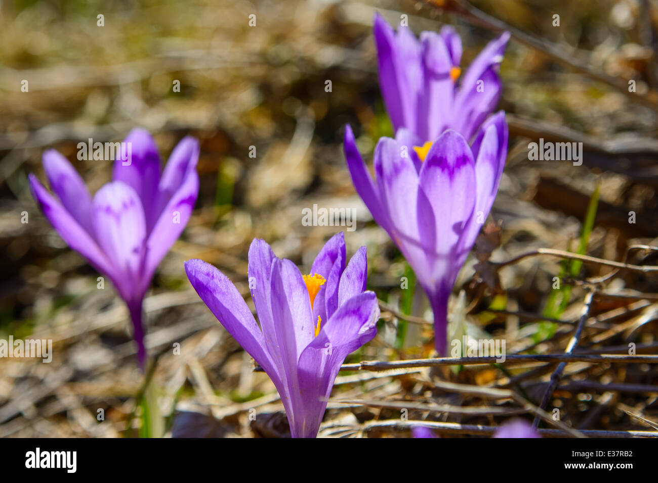 Viola Crocus fiori che fioriscono in primavera Foto Stock