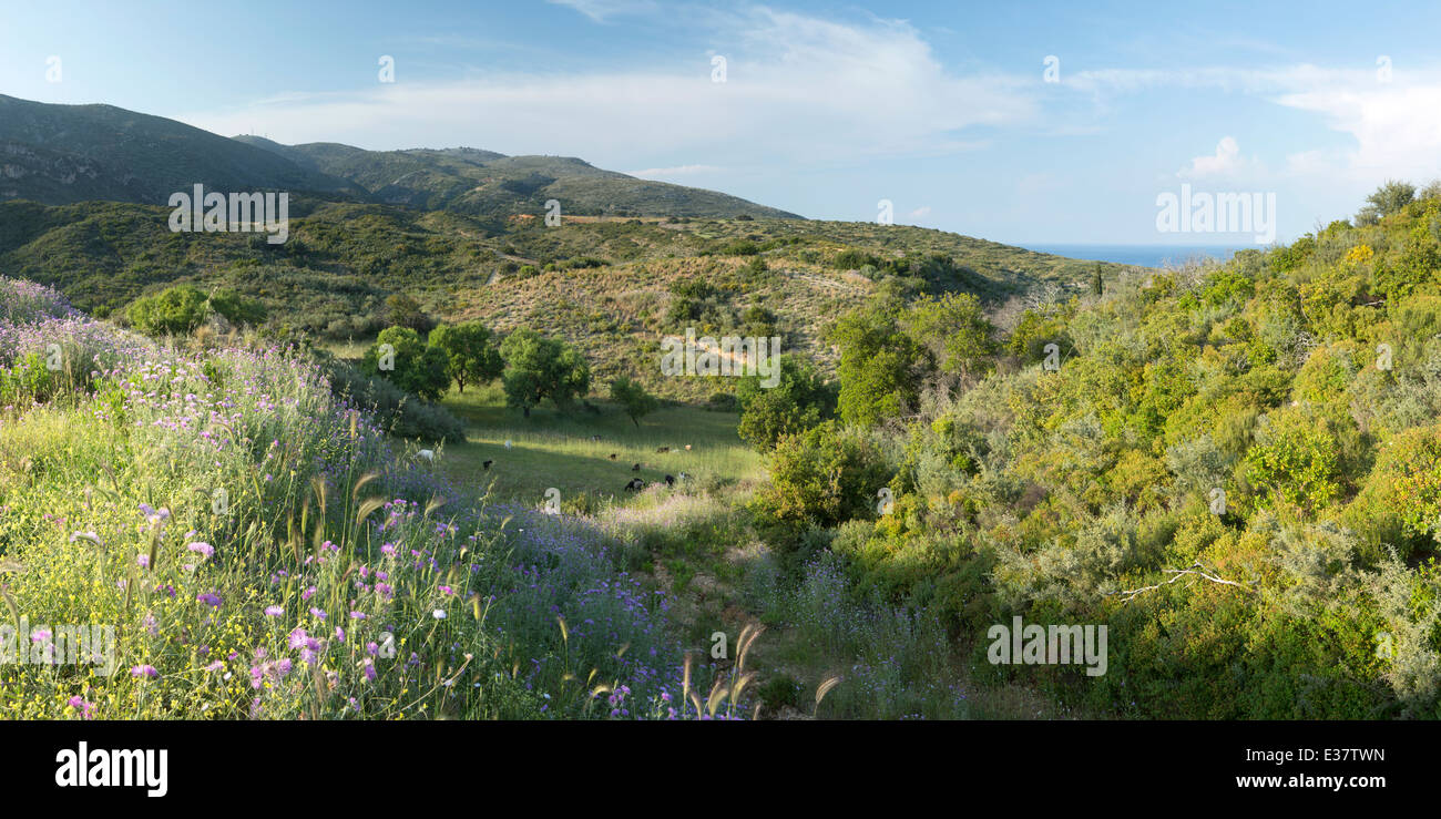 Fiori selvaggi crescono sulle colline tra Skala e vecchi Skala affacciato sul mare a Cefalonia. Foto Stock