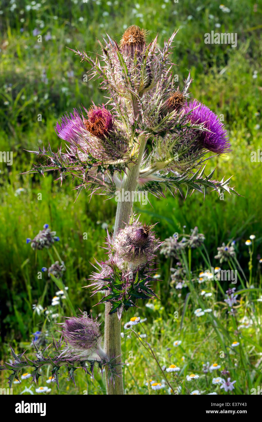 Il cardo selvatico e malerba con fiori viola in mezzo a campo dei fiori ed erba. North Central Florida, Stati Uniti d'America. Foto Stock