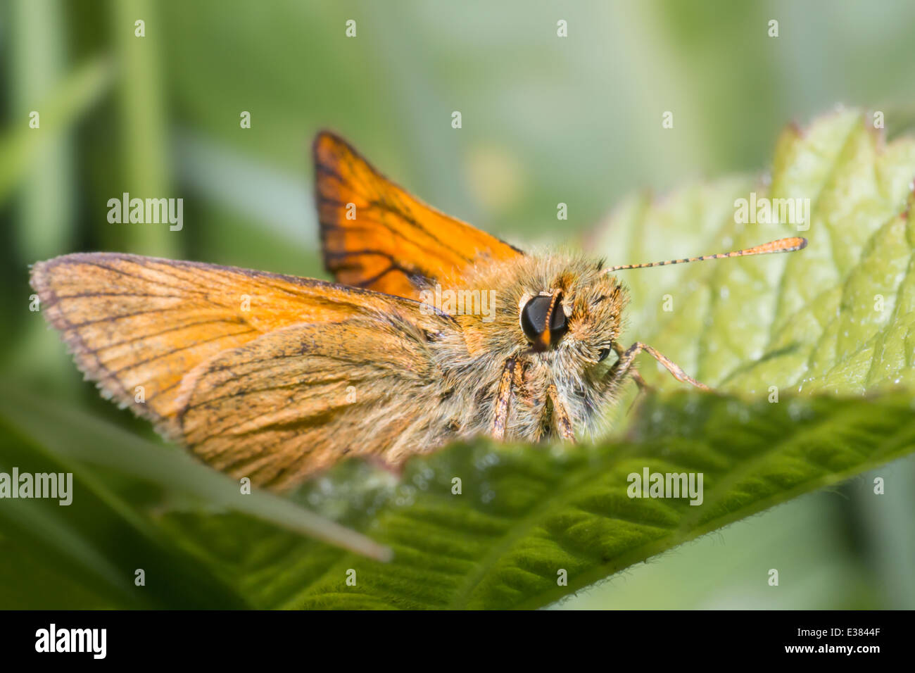 La piccola Skipper,Thymelicus sylvestris Foto Stock