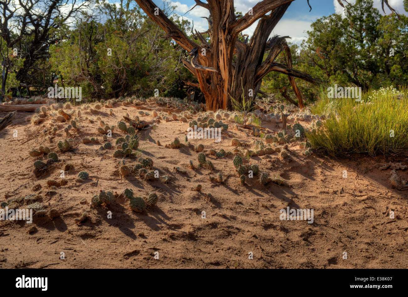 Una patch del Ficodindia che assomiglia a un giardino di cactus nel Parco Nazionale di Canyonlands. Foto Stock
