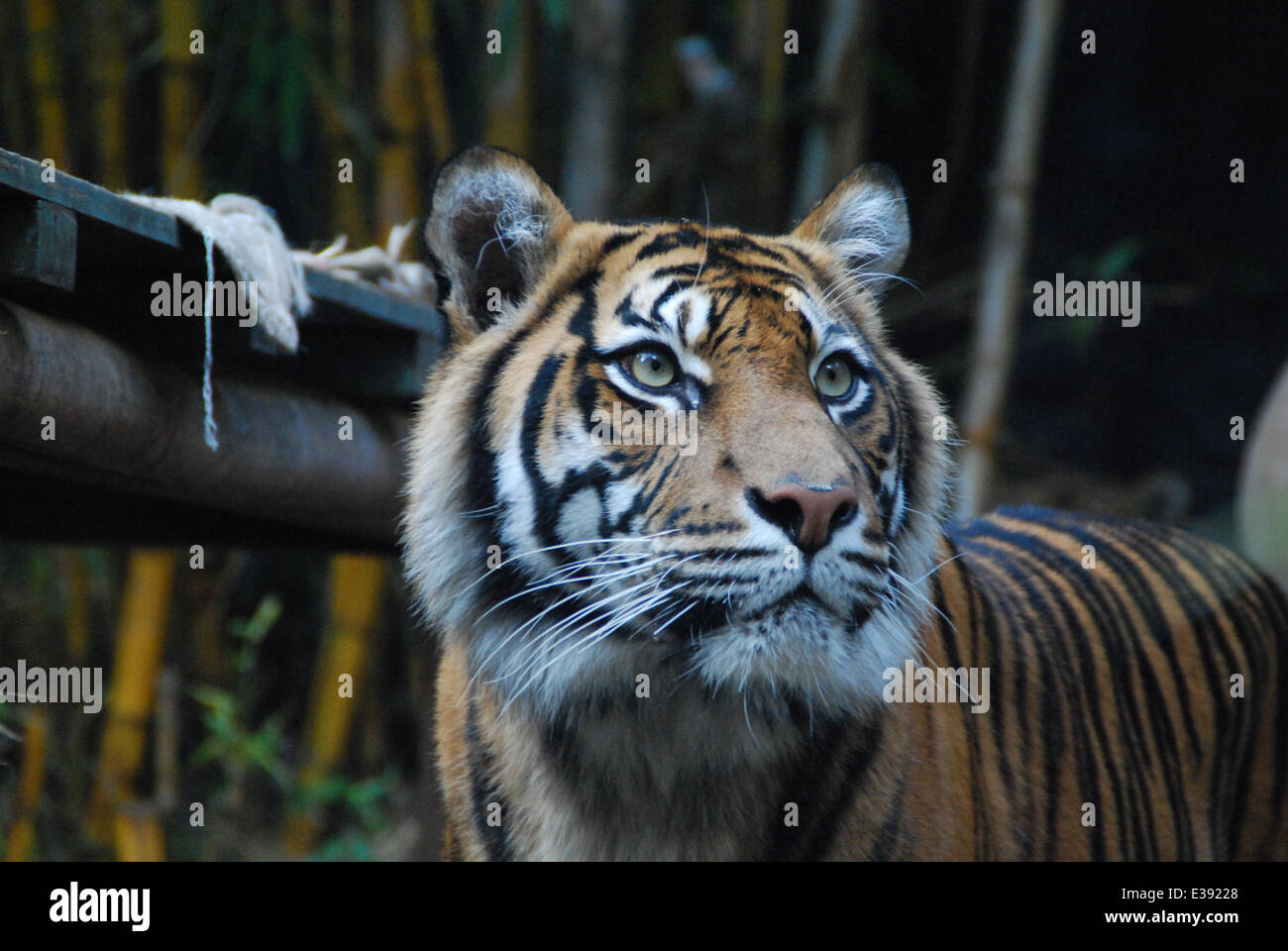 Foto di una tigre presso lo Zoo di Sydney. Foto Stock