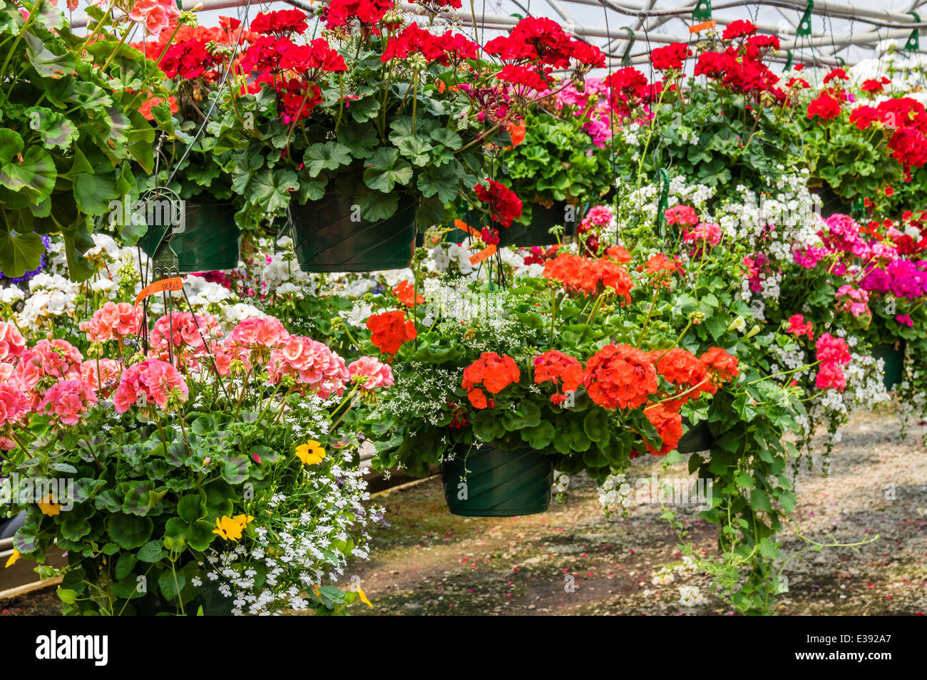 Nei cestini appesi per la vendita in un vivaio di retail. Oregon, Stati Uniti Foto Stock