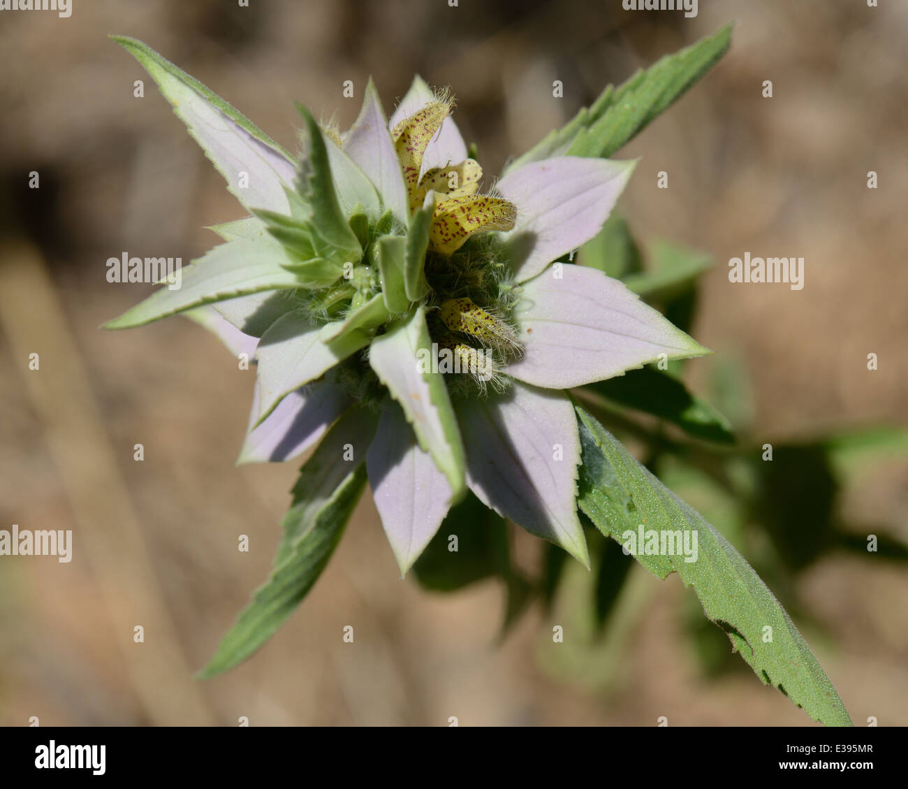 Beebalm macchiato Foto Stock