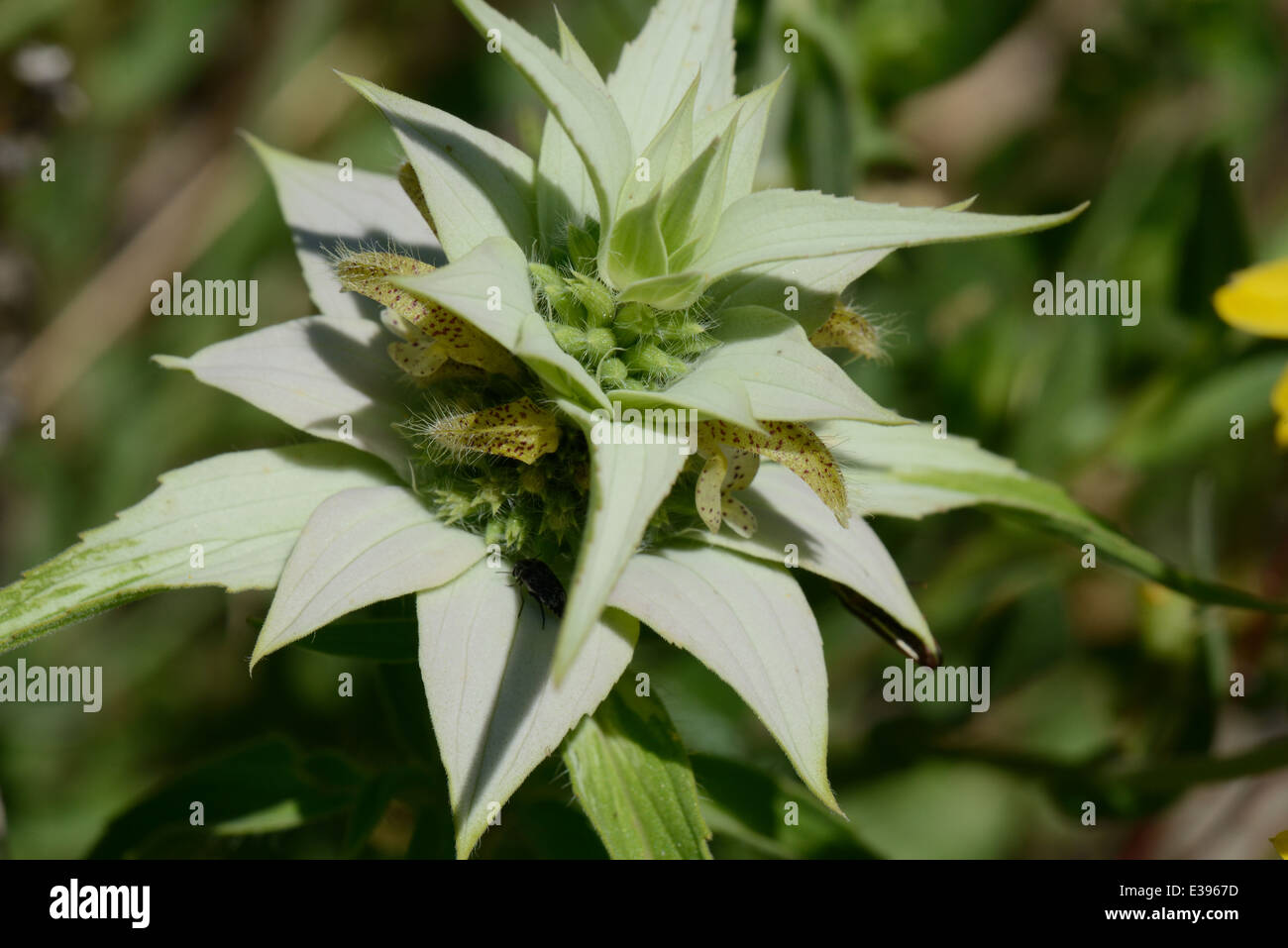 Beebalm macchiato Foto Stock