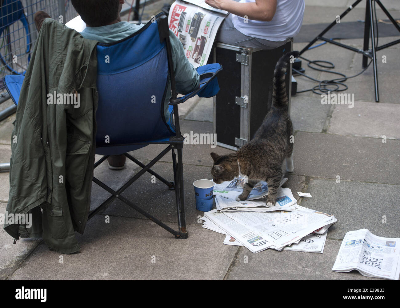 Freya il cancelliere il gatto si aggira intorno a un numero esterno 10 come premere attesa per il ritorno del Primo Ministro David Cameron dopo la sua vacanza in Cornovaglia con: Freya il Cancelliere's cat dove: Londra, Regno Unito quando: 26 Ago 2013 Foto Stock