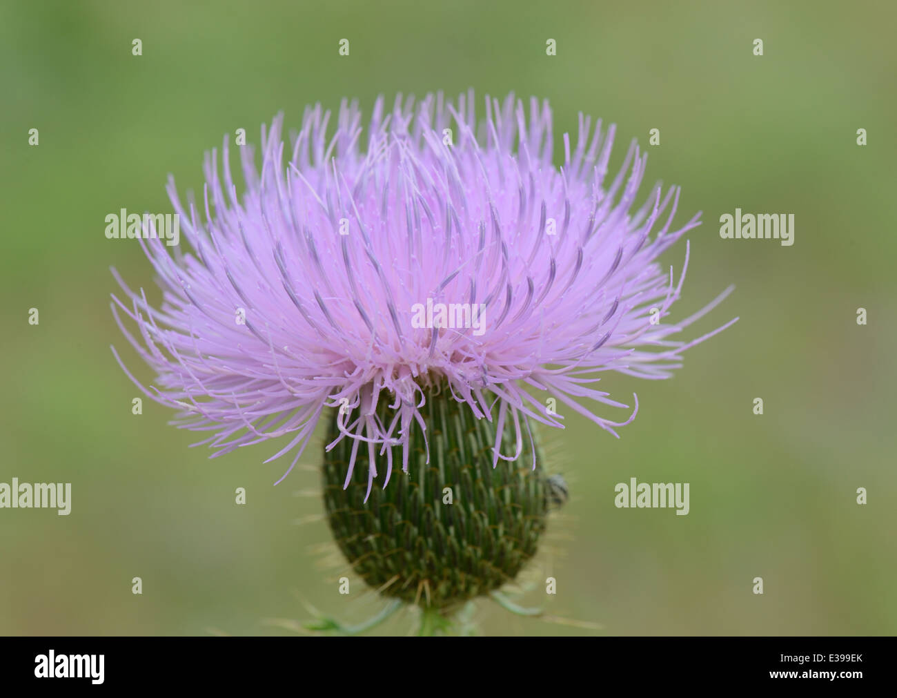 Cardo selvatico di Texas Foto Stock