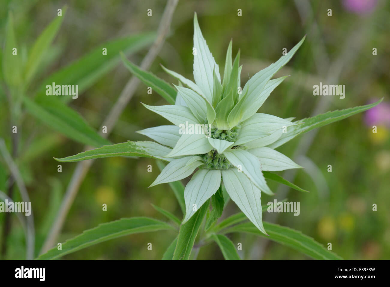 Beebalm macchiato Foto Stock