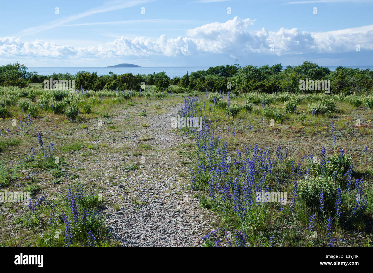 Fiori blu lungo il sentiero per la spiaggia dell'isola svedese Oland Foto Stock